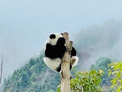 -卧龙自然保护区