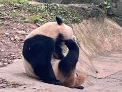 -都江堰中华大熊猫苑