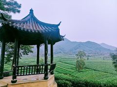 -龙坞茶村