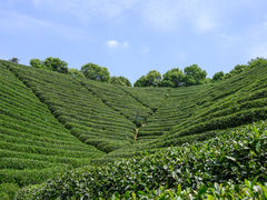 -龙坞茶村