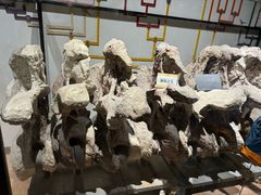 -河南自然博物馆