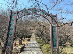 -香雪海