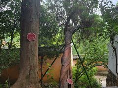 -狼山风景名胜区