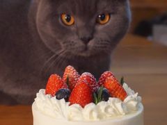 -36cake生日蛋糕(福田店)