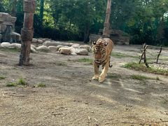-上海野生动物园老虎餐厅