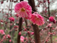 -香雪海