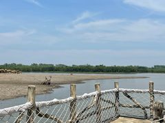 -宁波杭州湾国家湿地公园