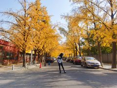-三里屯东五街银杏大道