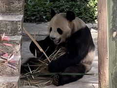 -中国大熊猫保护研究中心雅安碧峰峡基地