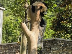 -卧龙中华大熊猫苑神树坪基地