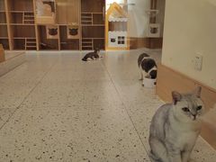 -猫域·湾主题猫咖·宠物吧(南坪城市广场店)