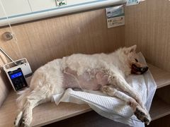 -北京观赏动物医院·24小时大型综合·猫专科·异宠专科