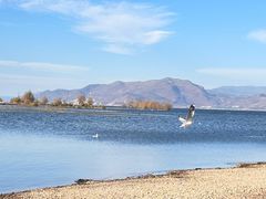 -洱海月湿地公园