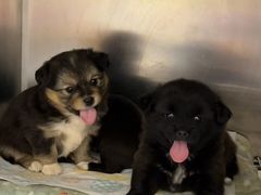 -艾贝尔宠物诊疗