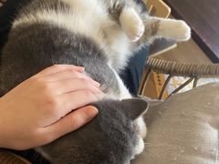 -滚猫咖啡·猫咖·猫友好撸猫(未来城店)