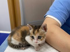 -博特宠物医院24h犬猫全科.骨科·异宠