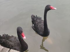-大湾区中央湿地公园