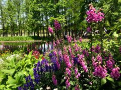 -上海共青森林公园