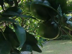 -巴金故居