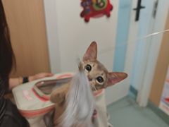 -瑞派·关忠动物医院·猫专科·犬专科(三环新城店)