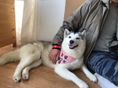 -Husky Go! 哈士奇体验馆·宠物咖啡厅狗咖