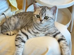 -有喵·猫咖·狗咖·30几只猫10只小狗(岗厦店)