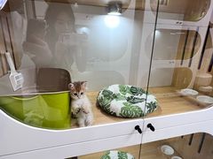 -青奢宠物·青奢猫舍