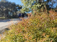 -北京西山国家森林公园