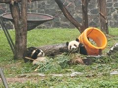 -都江堰中华大熊猫苑