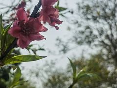 -天适樱花悠乐园