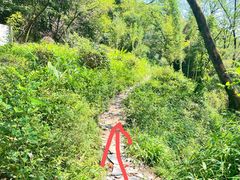 -南山植物园