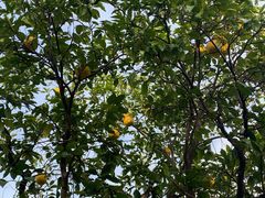 -昆山城市生态森林公园