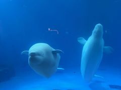 -海合安成都极地海洋公园