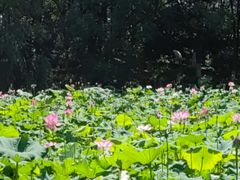 -八大山人梅湖景区