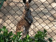 -石家庄市动物园