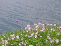 -洋湖国家湿地公园