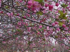 -洛阳市隋唐城遗址植物园