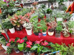 -秦美花卉(天朗·莱茵小城2期店)