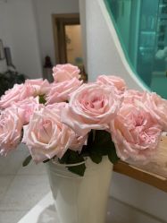 -薇薇安花系SPA