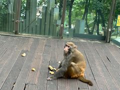 -黔灵山公园