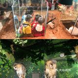 重庆室内看萌宠[吐]寒假遛娃好去处