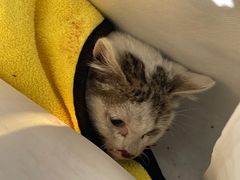 -佳怡动物医院·平价24小时·猫专科骨外科