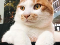 -猫亿天猫咖