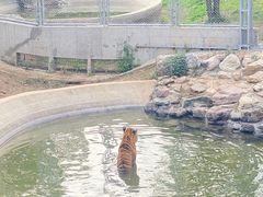 -石家庄市动物园