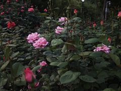 -东湖落雁景区