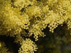 -厦门国家会计学院