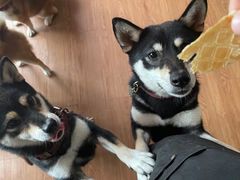 -柴犬高等学院·狗咖·柴犬售卖·宠物训练