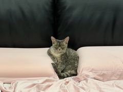 -山宅一喵德文卷毛猫舍