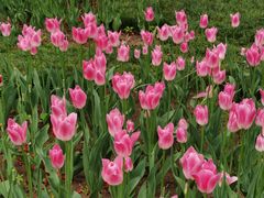 -石家庄市植物园