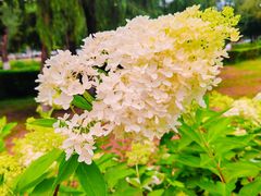 -长白岛森林公园